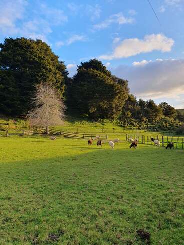 Um pasto verde e tranquilo com ovelhas pastando, cercado por cercas de madeira e árvores altas, sob um céu azul com nuvens brancas espalhadas e a luz do sol do fim de tarde.