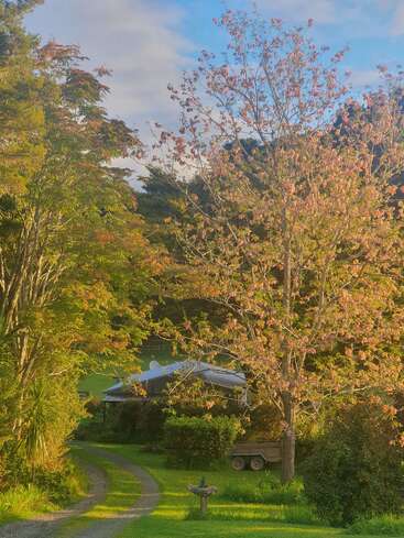 Um caminho rural cênico passa por uma vegetação exuberante e árvores floridas, levando a uma casa de campo aconchegante. A luz do sol da manhã banha a paisagem, criando uma atmosfera pacífica e convidativa.