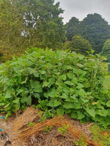 Você vê um jardim verde exuberante com plantas densas e frondosas. Grama seca e cobertura vegetal cobrem o solo, cercado por árvores sob um céu nublado.