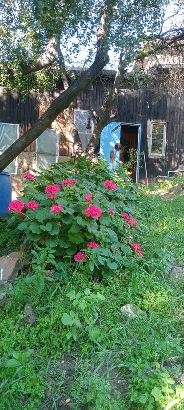 A vibrant garden with lush green foliage and bright pink flowers stands in front of a rustic wooden house, featuring open blue door, windows, and trees.