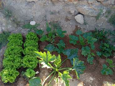 Dieses Bild zeigt einen kleinen Garten mit Reihen von grünem Kopfsalat, Zucchinipflanzen mit großen Blättern und einigen anderen Gemüsepflanzen, die in der Erde wachsen.