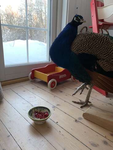 Ein Pfau steht drinnen auf einem Holzboden neben einem gelb-roten Spielzeugwagen für Kinder. Daneben steht eine Schale mit Granatapfelkernen. Draußen ist es total verschneit.