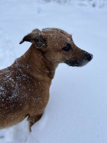 Ein brauner Hund steht im tiefen, unberührten Schnee, sein Fell ist mit Flocken übersät. Der Hund sieht aufmerksam und neugierig aus und genießt die verschneite Winterlandschaft draußen.