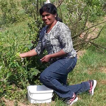 Una mujer se arrodilla al aire libre sobre la hierba, sonriendo mientras recoge bayas de un arbusto. Lleva una camisa estampada, vaqueros, zapatillas de deporte y tiene un recipiente blanco cerca.