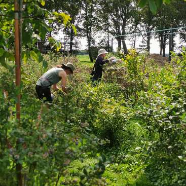 Dos personas están recogiendo bayas en un exuberante jardín verde rodeado de arbustos y árboles, con sombreros, disfrutando de un día soleado al aire libre en plena naturaleza.