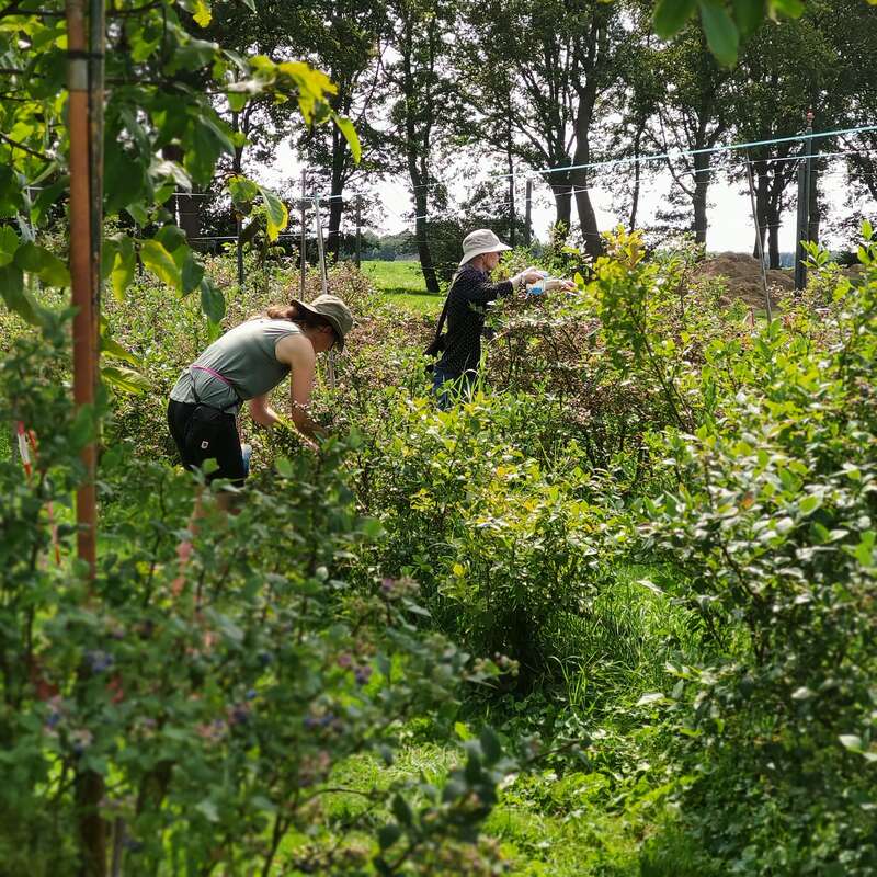 Dos personas están recogiendo bayas en un exuberante jardín verde rodeado de arbustos y árboles, con sombreros, disfrutando de un día soleado al aire libre en plena naturaleza.