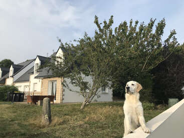Un golden retriever se tient sur un muret, surplombant une cour herbeuse devant des maisons modernes aux toits sombres et aux murs blancs, sous un ciel partiellement nuageux.