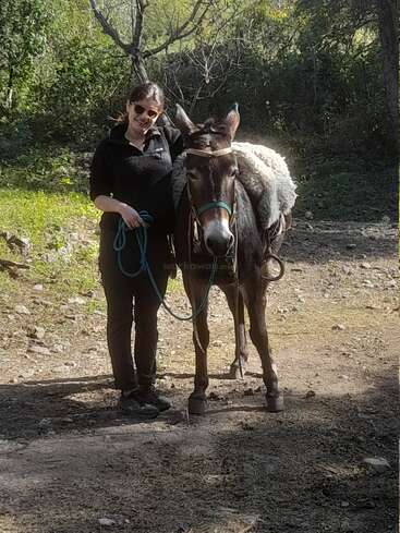 Eine Frau mit Sonnenbrille steht lächelnd neben einem Esel auf einer sonnendurchfluteten Waldlichtung. Der Esel hat ein Führstrick und eine Decke auf dem Rücken.