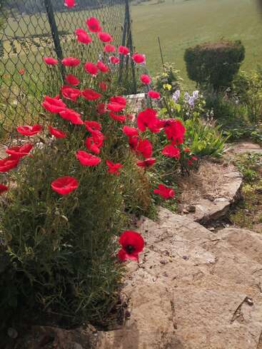 Bright red poppies bloom vibrantly beside a stone path and wire fence, surrounded by lush garden greenery, with fields and sunlight in the background. Peaceful countryside scene.