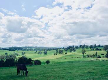 Un caballo pasta tranquilamente en un prado verde y frondoso bajo un cielo inmenso y parcialmente nublado. Las colinas onduladas y los árboles dispersos crean un paisaje rural y sereno.