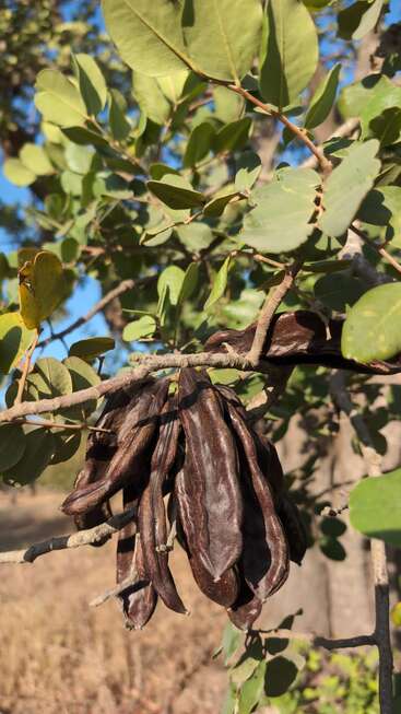 This image shows a cluster of dark brown carob pods hanging from a tree branch, surrounded by green oval leaves, under bright sunlight with blue sky.