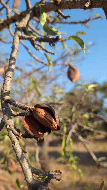 A close-up of an almond tree branch, showcasing an open almond pod. The brown pod contrasts with green leaves and blue sky in the blurred background.
