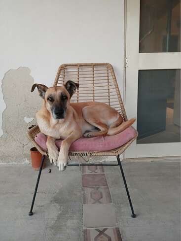 A light brown dog lounges on a wicker chair with a pink cushion, next to a white wall with peeling paint and a small orange flowerpot.