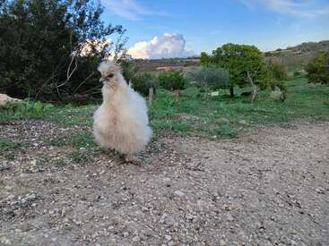 A fluffy white Silkie chicken stands on a rocky dirt path in a green countryside, surrounded by bushes, trees, and a bright, blue sky.