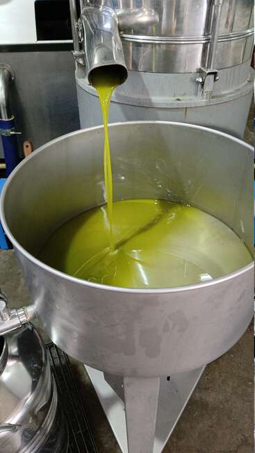 Freshly extracted olive oil flows from a stainless steel spout into a large metal container during the olive oil production process in a modern facility.