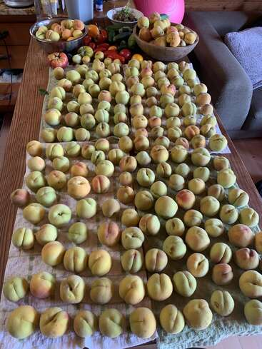 Ein Holztisch, bedeckt mit Dutzenden frisch gepflückter Pfirsiche, Schalen voller weiterer Pfirsiche, Tomaten, Gurken und anderem Gemüse – alles aus dem eigenen Garten.