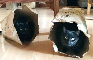 Zwei schwarze Katzen sitzen in getrennten braunen Papiertüten auf einem Holzboden und spähen mit neugierigen Blicken heraus. Der Raum ist mit Holzmöbeln und Kisten ausgestattet.