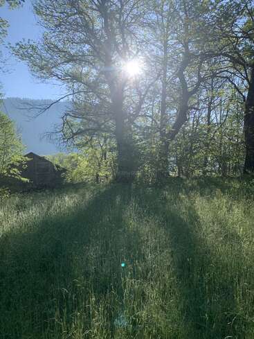 A luz do sol brilha através de árvores altas e frondosas, lançando longas sombras sobre um campo verde exuberante. Ao fundo, uma construção de madeira está tranquilamente situada sob as colinas.