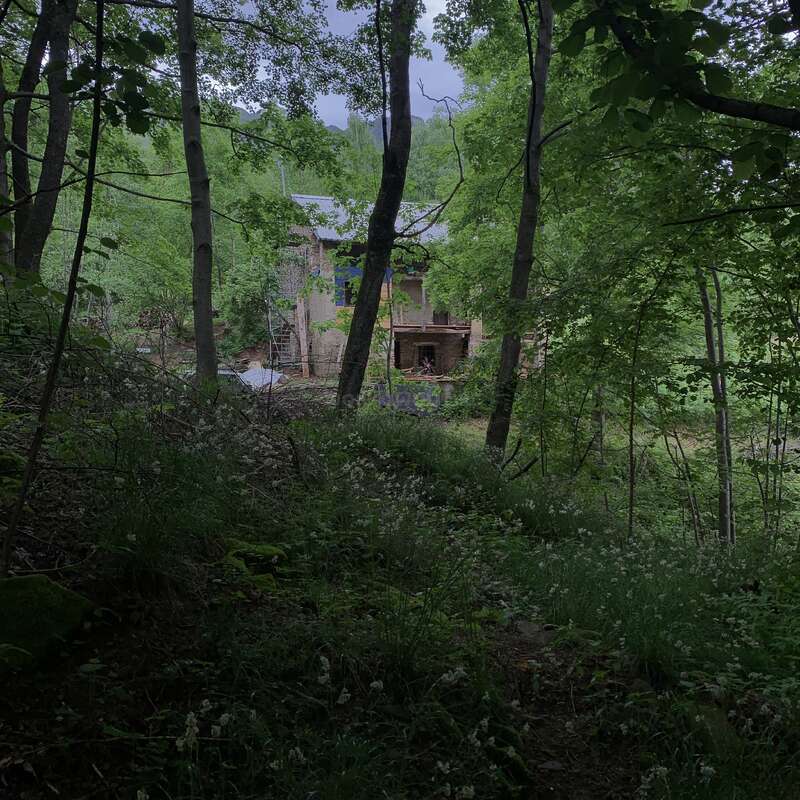 Uma casa isolada aninhada em uma floresta verde e exuberante, parcialmente escondida por árvores altas e vegetação rasteira, criando uma atmosfera pacífica, misteriosa e serena na floresta.