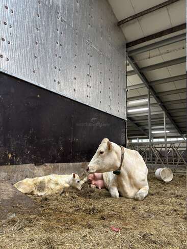 Una vaca blanca yace sobre la paja dentro de un establo, vigilando atentamente a su ternero recién nacido. El entorno parece limpio, con paredes metálicas y un espacio abierto y estable.