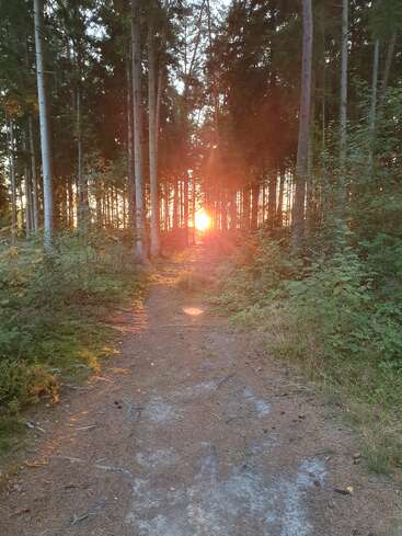 A narrow forest path stretches forward, lined with tall, slender trees. Glowing sunlight breaks through the dense woods, casting a warm, golden hue everywhere. Peaceful scene.