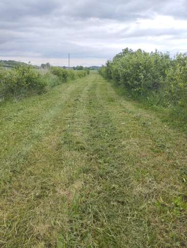 A grassy path stretches forward between green bushes, under a cloudy sky. The landscape is rural and peaceful, inviting a walk in nature’s tranquility.