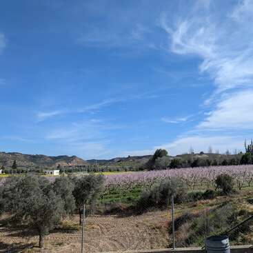 Un paysage rural avec des arbres fruitiers en fleurs roses, des oliviers au premier plan, des collines ondulantes à l'arrière-plan, sous un ciel d'un bleu éclatant parsemé de nuages vaporeux.