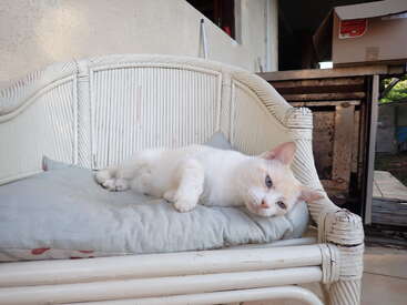 A relaxed white cat with pale orange markings lounges comfortably on a cushioned wicker chair. The setting seems to be an outdoor patio area.