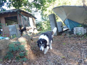 A black-and-white dog walks on a dirt path near a rustic house, while another animal explores. An overturned boat sits among scattered debris and greenery.