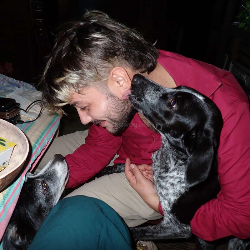 A man in a red shirt is joyfully interacting with two dogs, one licking his ear while the other looks up at him affectionately from under the table.
