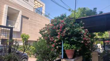 Um arbusto de flores vibrantes com flores vermelhas e brancas cresce ao lado de uma casa moderna. Folhagem verde, um carro estacionado e um céu azul claro completam a cena.