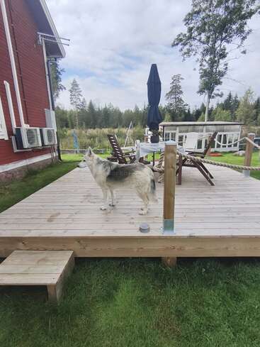 Un perro blanco y gris está de pie en una terraza de madera junto a una casa roja. Los muebles del patio, una sombrilla y la hierba verde completan el apacible entorno exterior.