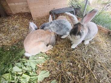 Four adorable rabbits are gathered in a cozy, straw-lined enclosure. One rabbit faces the camera, while the others huddle together, surrounded by fresh green leaves.
