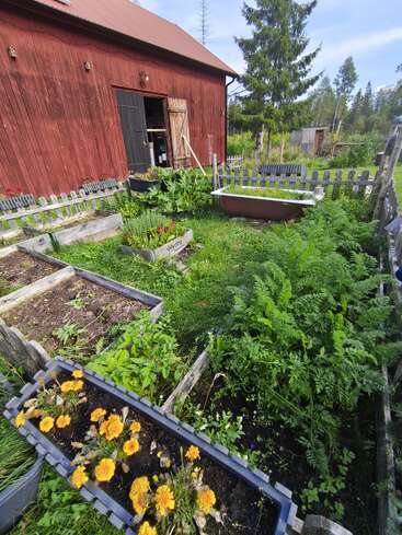 A rustic garden beside a red barn, featuring raised beds with flowers and vegetables, a vintage bathtub planter, wooden fences, and lush greenery surrounding the area.