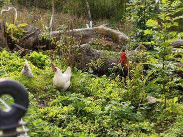 In a lush, green, overgrown garden with fallen logs, two chickens and a rooster roam peacefully, surrounded by tall plants and wild vegetation. Natural setting.