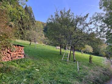 A peaceful rural scene with green grass, a stack of firewood, scattered trees, a ladder leaning against one tree, and cows grazing under a clear blue sky.