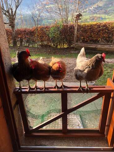 Cuatro gallinas se posan en una puerta mosquitera de madera, disfrutando del aire fresco. Al fondo se ve un paisaje rural soleado y pintoresco, con árboles, arbustos y colinas en la lejanía.
