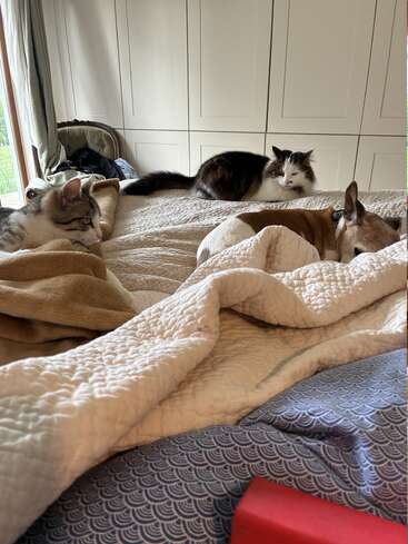 Three cats and a dog are relaxing together on a cozy bed covered with soft blankets, inside a bright, comfortable room with white wardrobes. Peaceful atmosphere.