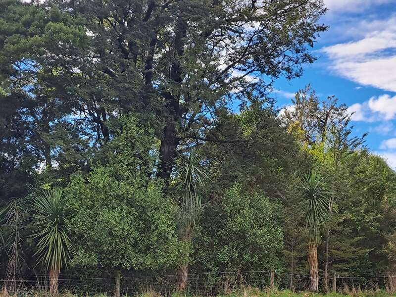 A beautiful, lush forest scene with various green trees and plants. Tall trees reach towards a bright blue sky scattered with white clouds above. Peaceful nature.