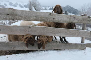 Quatre moutons bruns se tiennent derrière une clôture en bois dans un paysage enneigé. Deux moutons passent la tête à travers la clôture, tandis que l'un d'eux regarde droit devant lui.