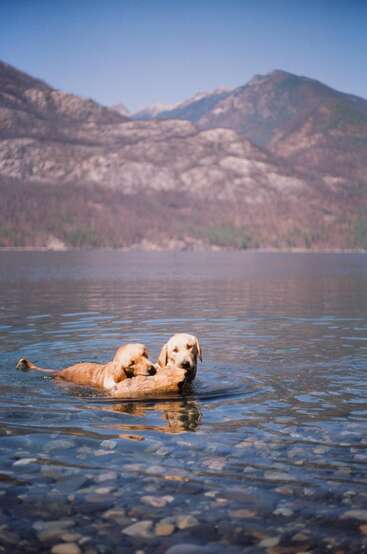 Two golden retrievers swim in a clear lake, sharing a large stick. Majestic mountains and blue sky create a beautiful, serene backdrop in the distance.