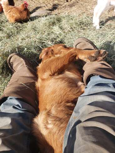 Un perro marrón, relajado, yace boca arriba entre las piernas de alguien que lleva botas y vaqueros. Cerca de allí, bajo la luz del sol, unas gallinas y una cabra pastan en la hierba.