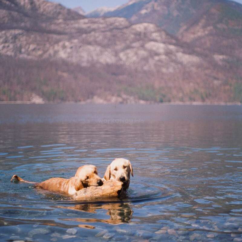 Dos golden retrievers nadan en un lago cristalino, compartiendo un gran palo. Las majestuosas montañas y el cielo azul crean un hermoso y sereno telón de fondo en la distancia.
