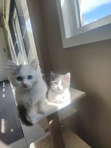 Zwei süße Kätzchen sitzen auf einem Kratzbaum vor einem sonnendurchfluteten Fenster. Eines hat auffallend blaue Augen, das andere ist grau und weiß und genießt das Sonnenlicht.