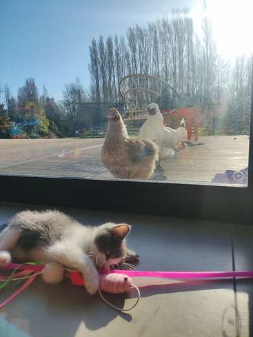 Ein verspieltes Kätzchen liegt drinnen mit einer rosa Spielzeugmaus, während zwei neugierige Hühner draußen auf der Terrasse stehen, getrennt durch eine Glastür unter einem klaren blauen Himmel.