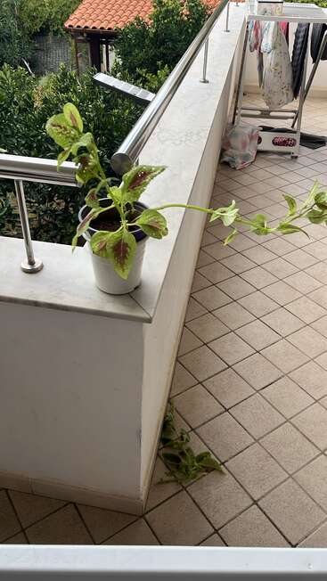 Auf der Fensterbank auf dem Balkon steht eine Topfpflanze mit langen, herabhängenden Stielen. Ihre Blätter reichen bis zum Fliesenboden neben einem Wäscheständer.