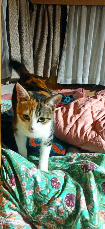 Um gato malhado está em cima de um cobertor colorido e estampado, em frente a umas cortinas. O quarto parece aconchegante, com almofadas e roupa de cama macia, criando um ambiente acolhedor.