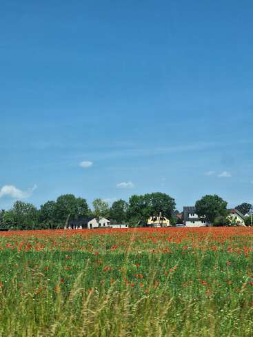 Un champ de fleurs sauvages rouges s'étend jusqu'aux maisons lointaines, bordé d'arbres, sous un ciel d'un bleu éclatant parsemé de quelques nuages vaporeux. Une scène champêtre paisible.