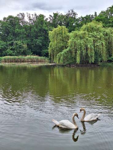 Deux cygnes élégants nagent paisiblement sur un étang tranquille, entourés d'arbres verdoyants et d'un saule pleureur, sous un ciel nuageux, créant ainsi une scène sereine.