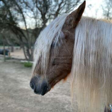 The image features a brown horse with a long, white mane, set against a blurred background of trees and a dirt ground, likely taken outdoors.
